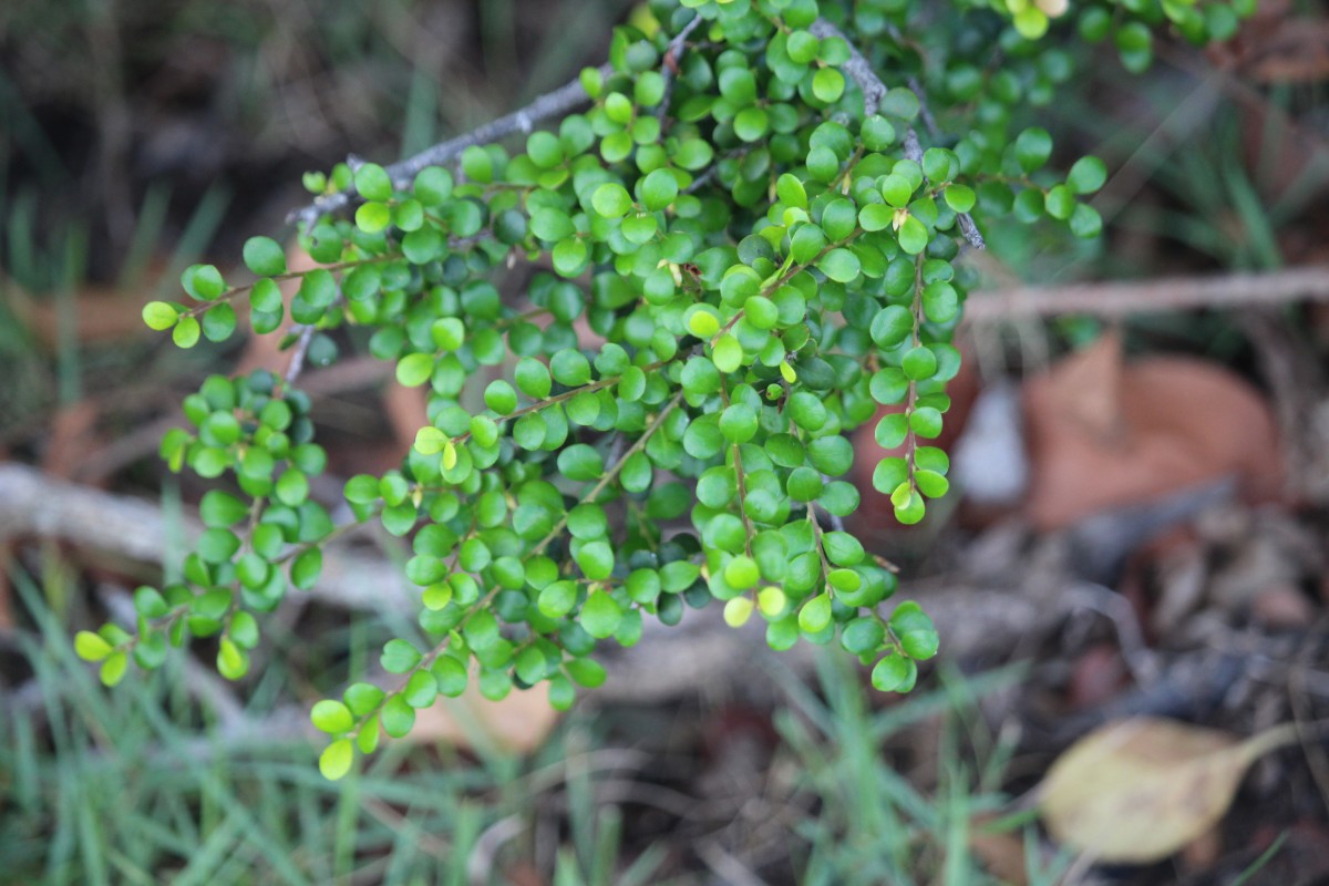 Diospyros nummulariifolia Kosterm.